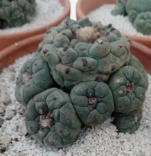 OFFERTA cactus radici proprie