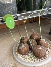 Stephania erecta - 3 Cm