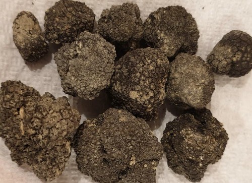 Tartufo nero estivo - nero,