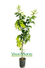 Pianta di Bergamotto -