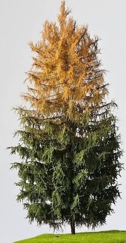 Albero modellismo h0 freon - 2,