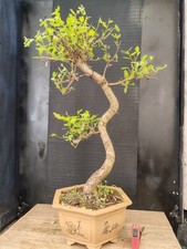 bonsai  quercia   h 80  cm