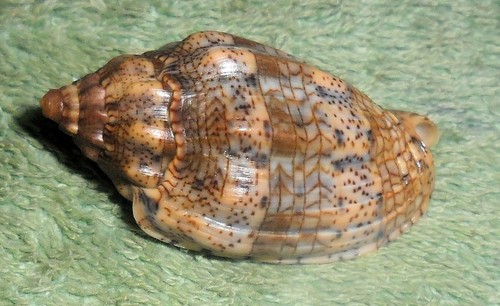Rfm 86336 dwarf voluta - ra,