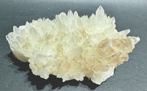 Bellissima celestina dente - celestina,