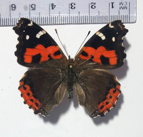 Nymphalidae vanessa vulcania - vanessa,