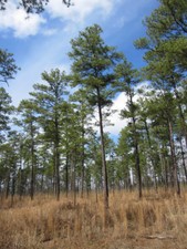 Loblolly Pine (Pinus taeda)