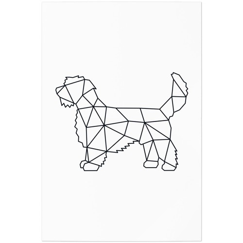 Petit basset griffon - basset,