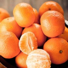 Pianta di Mandarino in