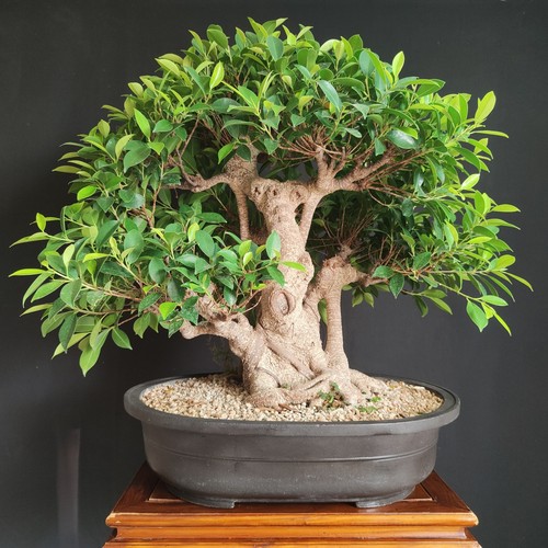 Bonsai esemplare ficus - esemplare, di
