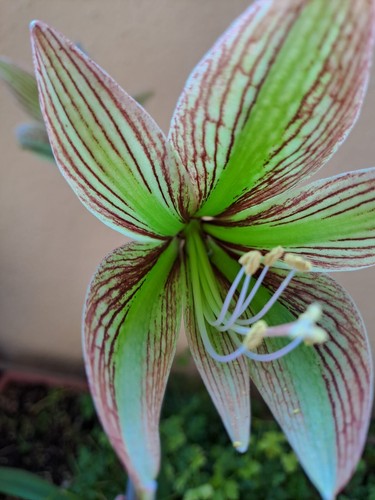 Hippeastrum mandonii hybrid - , x