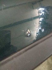 paraurti posteriore FORD FOCUS C-MAX CAP AMBIENTE D 2003 411301