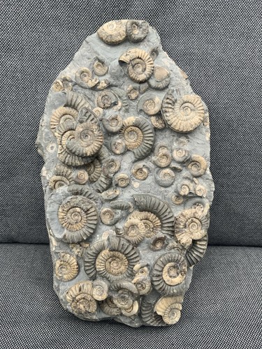 Rare arnioceras fossil - rare, sp