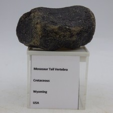 Mosasaur Aquatic Lizard Fossil
