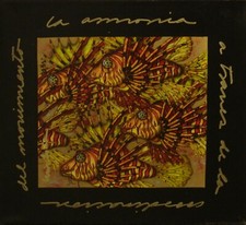 Luis Sottil Moving Harmony B