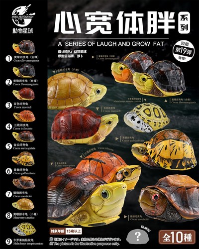 Animal heavenly body tartaruga - animal,