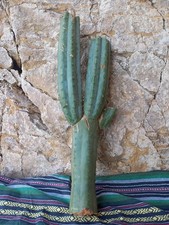Pachanoi, San🌵Pedro XXL