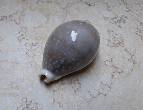 Cypraea camelopardalis lareg