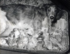 Foto vintage Animali, cuccioli e la loro mamma, stampa 24 x 18 cm