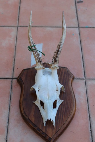 Tassidermia trofeo caccia - tassidermia, di