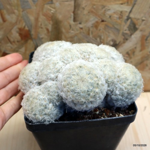 Mammillaria plumosa vaso - mammillaria, cm