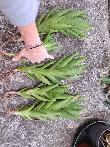 Piante aloe arborescens - aloe,