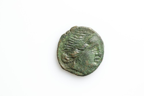 Tracia mesembria - -,