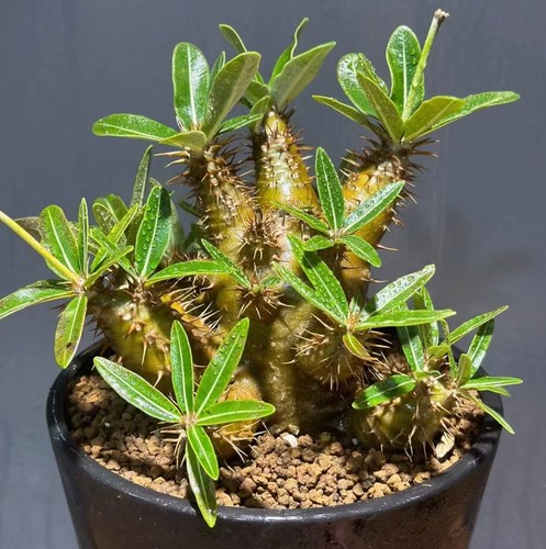 Pachypodium rosulatum cactus