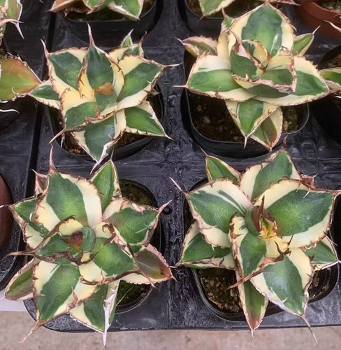 1pz rara pianta agave titanota - pianta,