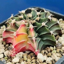 Gymnocalycium mihanovichii