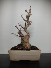 Bonsai anni ginkgo vaso - 10, di