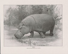 Ippopotamo Hippo Amphibius