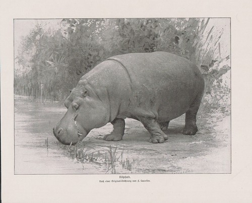 Ippopotamo hippo amphibius - ippopotamo,