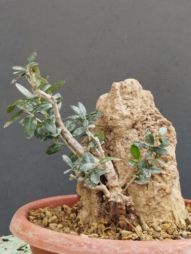 Bonsai olivastro robusta - olivastro,