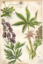 BOTANICA_PIANTE E