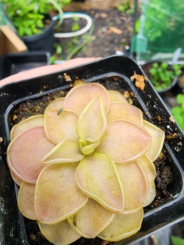 Live carnivorous plants - live,