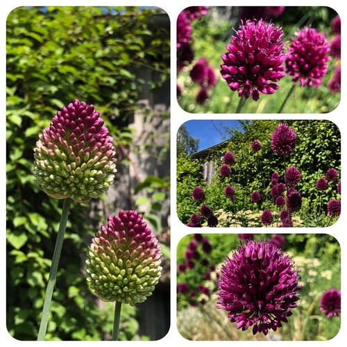 Kugellauch allium - kugellauch,