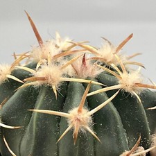 Echinocactus texensis - texensis, (