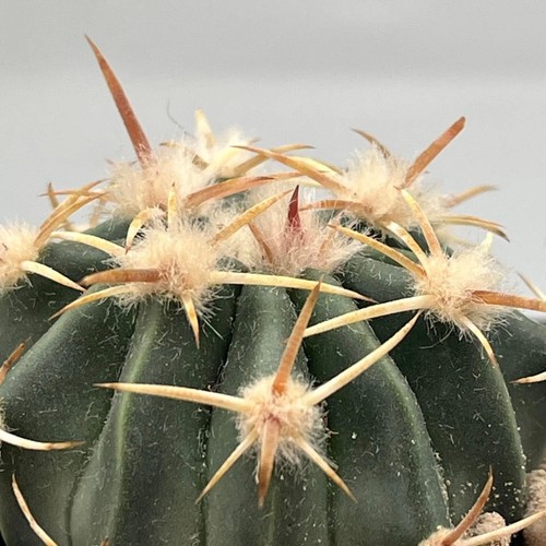 Echinocactus texensis - echinocactus, (