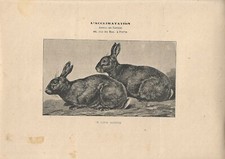 Stampa antica CONIGLIO DI RAZZA ARGENTATA 1890 Antique print rabbits