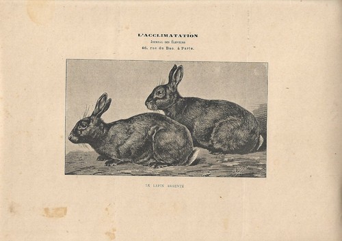 Stampa antica coniglio - coniglio, di