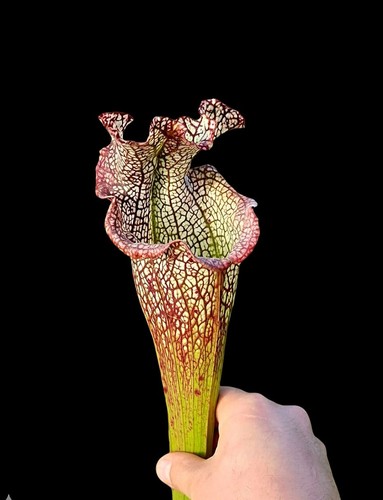 Sarracenia bocaza l87 - bocaza.,
