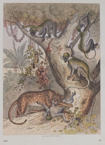 Scena caccia leopardo - di,