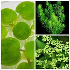  Lotto Piante galleggianti