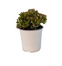 Crassula argentea - crassula,