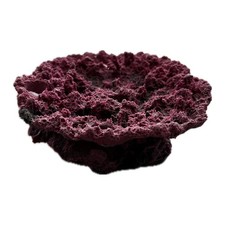 SANDBED 5 fori acropora