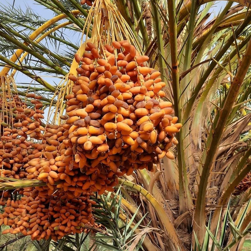 Thoory date palm seedss - 35+,