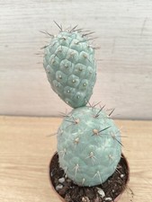 9464  TEPHROCACTUS Geometricus