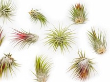 Large Tillandsia Ionantha