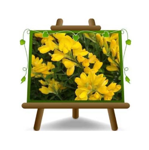 Cytisus scoparius piante - cytisus,
