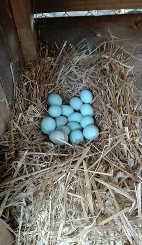 Uova fertili feconde - feconde, araucana